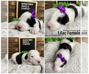 Sheepadoodle Puppy for sale in BARDSTOWN, KY, USA
