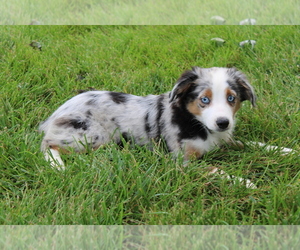 Australian Shepherd Puppy for sale in BLOOMINGTON, IN, USA