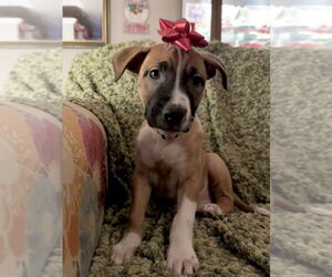 Mutt Dogs for adoption in OKLAHOMA CITY, OK, USA