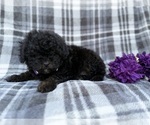 Small #6 Shih-Poo