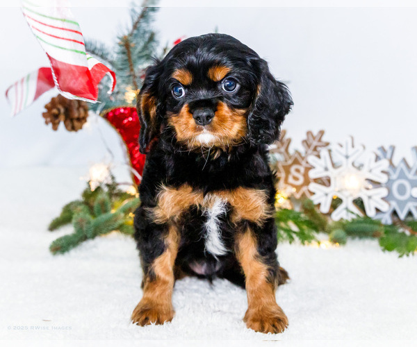 Medium Photo #13 Cavalier King Charles Spaniel Puppy For Sale in WAKARUSA, IN, USA