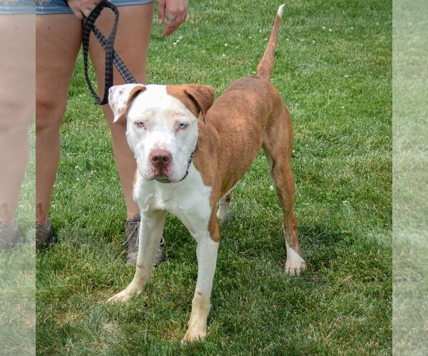 Medium Photo #3 American Bulldog-American Staffordshire Terrier Mix Puppy For Sale in Huntley, IL, USA