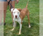 Small #2 American Bulldog-American Staffordshire Terrier Mix