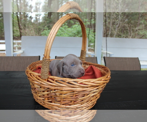 Medium Photo #2 Weimaraner Puppy For Sale in QUITMAN, TX, USA
