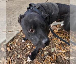 Mutt Dogs for adoption in San Antonio, TX, USA