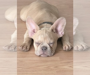 French Bulldog Puppy for sale in VANCOUVER, WA, USA