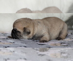 Small Photo #13 Pug Puppy For Sale in WINNSBORO, TX, USA
