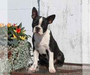 Boston Terrier Puppy for sale in NOTTINGHAM, PA, USA