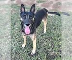 BABY - Male German Shepherd Dog Dog for Adoption - Small photo