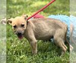 Small #3 Mutt