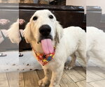 Small #7 Great Pyrenees
