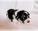 Small Photo #2 Pembroke Welsh Corgi Puppy For Sale in SOULSBYVILLE, CA, USA