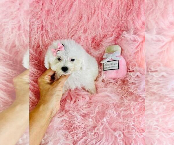 Medium Photo #27 Poodle (Toy) Puppy For Sale in PEMBROKE PINES, FL, USA