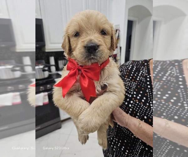 Medium Photo #26 Golden Retriever Puppy For Sale in ORLANDO, FL, USA