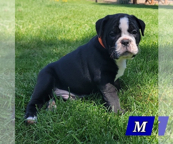 Medium Photo #2 Olde English Bulldogge Puppy For Sale in ATHOL, ID, USA
