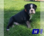 Small #1 Olde English Bulldogge