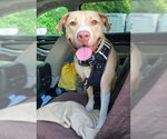 Small #1 Labrador Retriever Mix