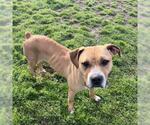 Small #1 American Pit Bull Terrier Mix