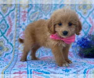 Pookimo Puppy for sale in LANCASTER, PA, USA