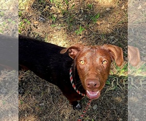 Australian Cattle Dog-Border Collie Mix Dogs for adoption in PLACERVILLE, CA, USA