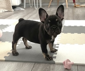 French Bulldog Puppy for sale in LAS VEGAS, NV, USA