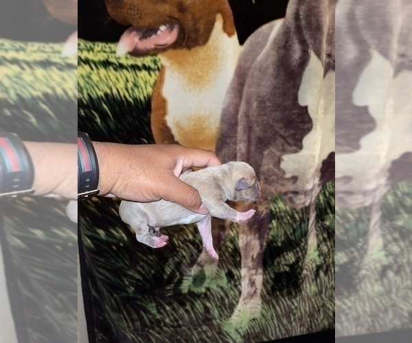 Medium Photo #14 American Pit Bull Terrier Puppy For Sale in TRENTON, NJ, USA