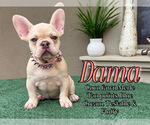 Small #8 French Bulldog