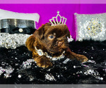 Small Photo #20 Shih Tzu Puppy For Sale in HAYWARD, CA, USA