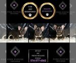 Small Photo #2 French Bulldog Puppy For Sale in WARSAW, IN, USA