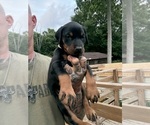 Small Photo #17 Doberman Pinscher Puppy For Sale in NEWTON, NC, USA