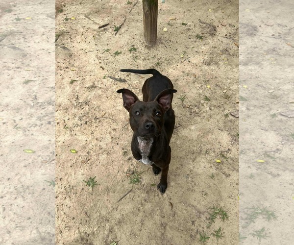 Medium Photo #7 Labrador Retriever-Unknown Mix Puppy For Sale in Orangeburg, SC, USA