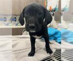Small Labrador Retriever