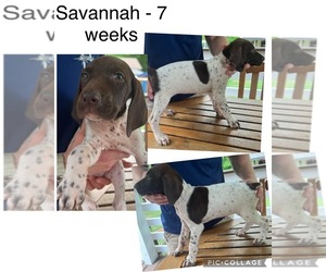 German Shorthaired Pointer Puppy for sale in ROCK HILL, SC, USA