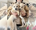 Small Photo #110 Pomsky Puppy For Sale in LOVELAND, CO, USA