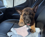 Small #2 Belgian Malinois