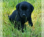Small #21 Labrador Retriever