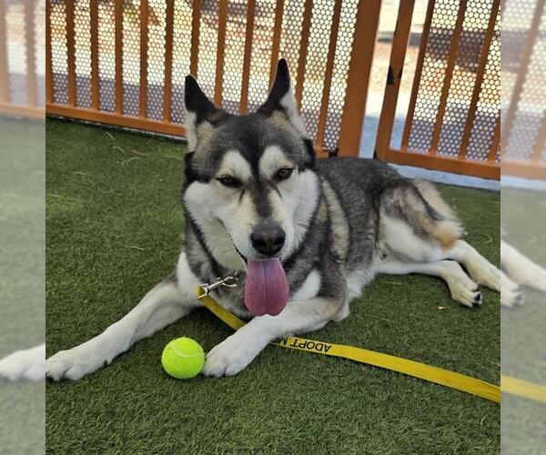 Medium Photo #2 Gerberian Shepsky Puppy For Sale in Las Vegas, NV, USA