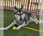 Small #1 Gerberian Shepsky