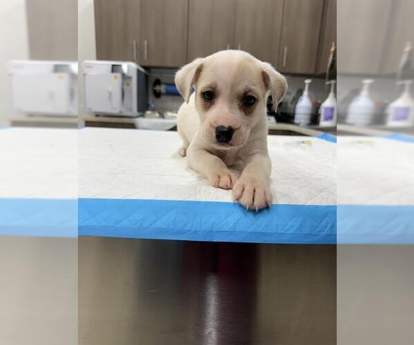 Medium Photo #1 Labrador Retriever-Unknown Mix Puppy For Sale in Baytown, TX, USA