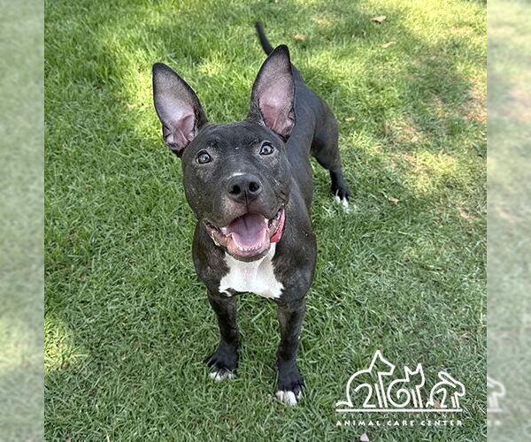 Medium Photo #1 American Pit Bull Terrier Puppy For Sale in Irvine, CA, USA