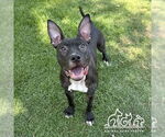 Small American Pit Bull Terrier