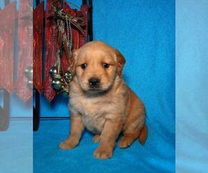 Golden Retriever Puppy for sale in HOUSTON, TX, USA