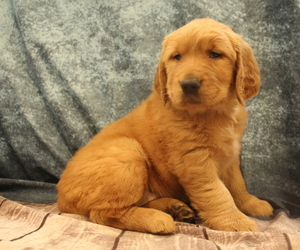 Golden Retriever Puppy for sale in JOICE, IA, USA