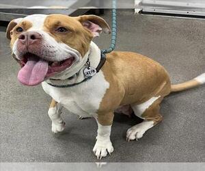 American Bulldog-Unknown Mix Dogs for adoption in Forestville, MD, USA