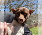 Small #1 Rat Terrier Mix
