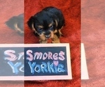 Small Photo #20 Yorkshire Terrier Puppy For Sale in AKRON, OH, USA