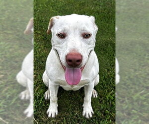 Labrador Retriever Dogs for adoption in Grovetown, GA, USA