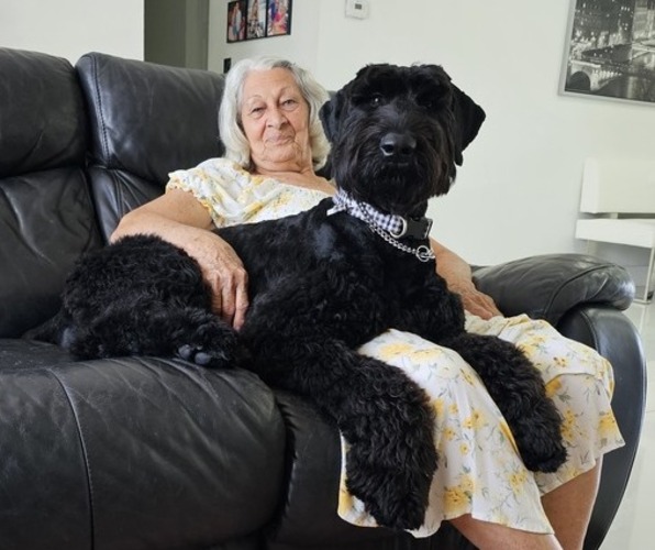 Medium Photo #1 Schnauzer (Giant) Puppy For Sale in MIAMI GARDENS, FL, USA