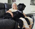 Small Photo #1 Schnauzer (Giant) Puppy For Sale in MIAMI GARDENS, FL, USA