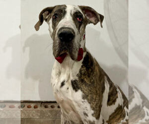 Great Dane Puppy for sale in LADSON, SC, USA